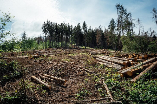 Овие земји имаат загубено најмногу шума