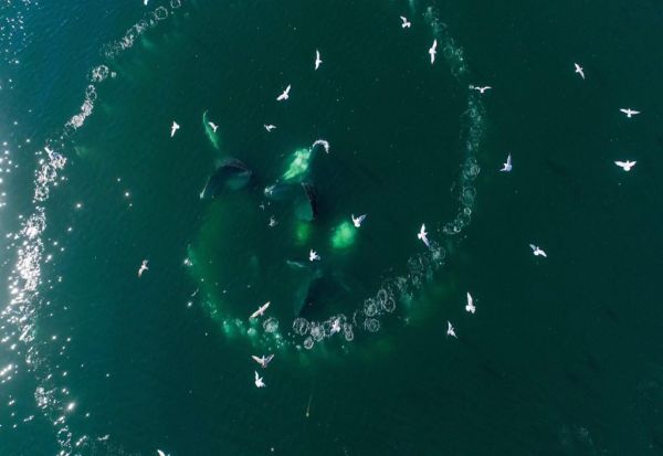 Слушнете го првиот „разговор“ помеѓу научници и кит