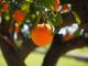 Интересниот начин на берење портокали во Валенсија стана хит на интернет