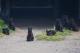 Црната мачка носи среќа или несреќа? Ова се најлудите суеверија во светот