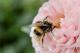 Зошто пчелите се толку важни и што можеме да направиме за да го спречеме нивното исчезнување?