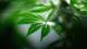 Курс по одгледување марихуана
