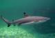 Стотици ајкули и раи умираат заплеткани во пластика
