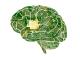 Колкав е капацитетот на меморијата на човечкиот мозок?