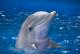 Мајките делфини користат „бебешки говор“ кога ги повикуваат младенчињата