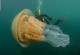 Забележана медуза голема колку човек