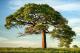Што може да научиме од едно дрво?