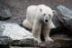 Научниците предупредуваат: поларните мечки ќе изумрат за 30 години