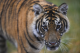 Спречен обид за шверцување тигар од 240 килограми во Виетнам