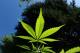 Канбера ја легализира марихуаната за лична употреба