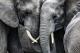Најмалку 55 слона умреле од глад во национален парк во Зимбабве