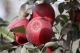 Нова сорта јаболка што во фрижидер траат до една година