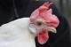 Создадени ГМО-кокошки отпорни на вирус - надеж за спас од птичјиот грип