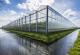 Холанѓаните со паметен дизајн на оранжерии го хранат целиот свет
