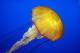 Создадени киборг-медузи што пливаат трипати побрзо
