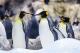 Се намалува бројот на пингвини на Антарктикот