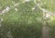Жител на Еквадор создаде сопствена дождовна амазонска шума