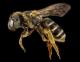 Запознајте ја пчелата која е и машка и женска единка