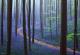 Халербос - античка шума со млади дрвја и многу диви зумбули
