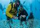 Австралиските нуркачи засадуваат корали откако туристичката сезона е во застој