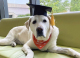 Куче доби почесен докторат од универзитет во Вирџинија, САД