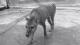 Објавено видео од последниот тасмански волк
