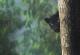 Фотограф успеа да слика редок црн пантер во џунглите на Индија
