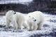 Поларните мечки може да изумрат до крајот на векот поради климатските промени