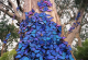 Фотограф направил уникатна фотографија од група сини пеперутки