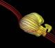 Нашиот Сончев Систем има форма на кроасан, открива НАСА