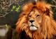 Детален поглед на еволуцијата на лавовите може да ги спаси од изумирање