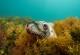 Победничките фотографии од натпреварот „Подводна тура“ ќе ви ги откријат тајните на животот под вода