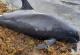 Последици од излевањето на нафтата: 17 мртви делфини на брегот на Маврициус