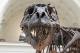 Скелет од диносаурус продаден на аукција за 31,8 милион долари