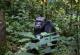 Уганда ќе засади 3 милиони дрвја за да им помогне на загрозените шимпанза