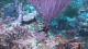 Во Австралија откриен корален гребен повисок од „Емпаер стејт билдинг“