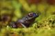 Откриени 20 нови животински видови во шумите на боливиските Анди