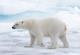 Околу 30 поларни мечки се приближија до руско село, засега се мирољубиви