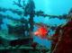 Амстердам ќе добие подводен музеј изграден околу потонат брод