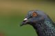 Австралија сака да убие гулаб што долетал од САД преку Тихиот Океан