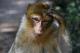 Мајмуните на Бали може да ја препознаат вредноста на предметите што ги крадат