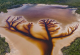 Спектакуларно „дрво на животот“ најдено во езеро во Австралија