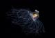 Подводни фотографии што совршено ги прикажуваат суштествата што живеат во длабочините