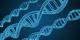 Научниците клонирале куна користејќи гени стари 30 години