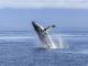 Истражување открива зошто китовите поретко заболуваат од рак