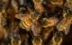 Експерти од Хрватска и од Босна и Херцеговина користат пчели и дронови за детектирање мини