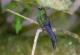 Откриена мистеријата на зуењето на колибрите додека летаат