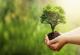 Саудиска Арабија планира да засади 50 милијарди дрвја и да ги намали емисиите на јаглерод за 60 отсто