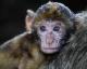 Научници создадоа хибридни ембриони од мајмун со човечки клeтки