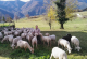 Шпанија отвори училиште за овчарки